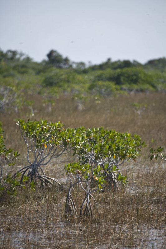 Small Mangroves in the Everglades