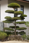 Small Manicured Tree at the Morikami Japanese Garden