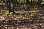 Small Maple Plants and Numerous Fallen Leaves at Evergreen Park