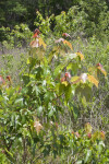 Small Maple Tree at Chinsegut Wildlife and Environmental Area