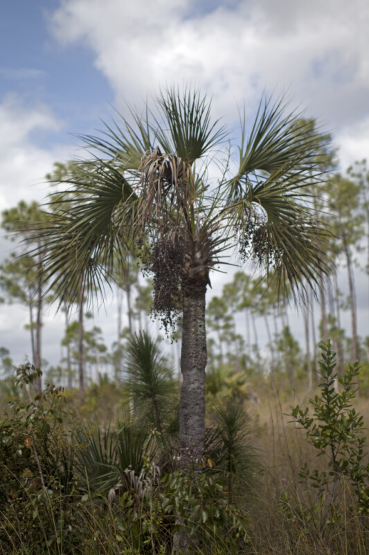 Small Palm Tree at Long Pine Key of Everglades National Park