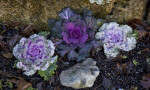 Small Plants near Rocks at the San Antonio Botanical Garden