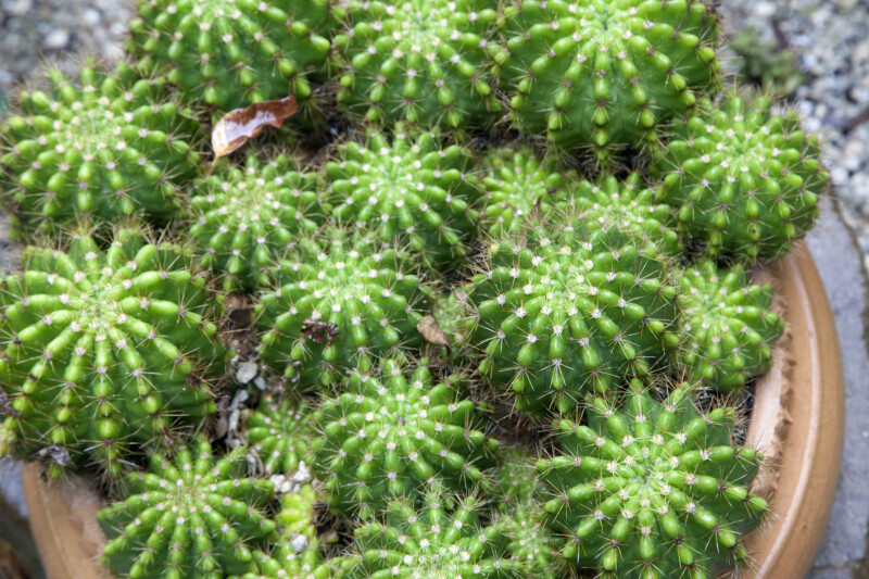 Small, Potted, Rounded Cacti with Many Prickles