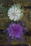 Small Purple and White Plants at the San Antonio Botanical Garden