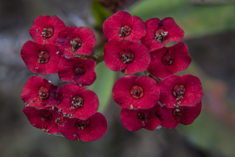 Small, Red Flowers of a Christ Plant