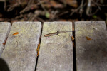 Small Salamander at Mahogany Hammock of Everglades National Park