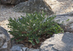 Small Shrub Nestled in Between Rocks