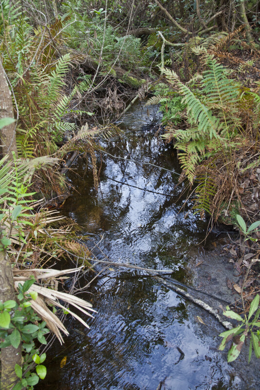 Small Stream at Lake June-in-Winter Scrub State Park