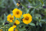 Small Tarragon Flowers