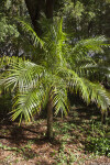 Small Tree with Branches that have Pinnate Leaves