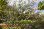 Small Trees at the Fruit and Spice Park