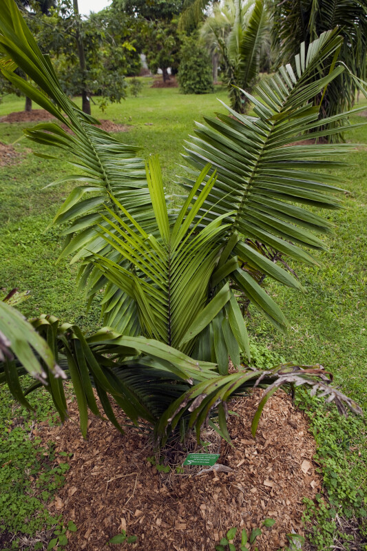 Small Tropical American Oil Palm