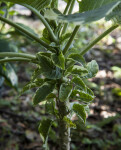 Small Variegated Angel's Trumpet Leaves