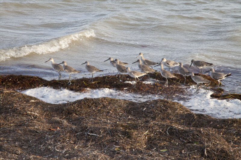 Small Wave to the Left of a Group of Shorebirds