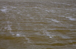 Small Waves at West Lake of Everglades National Park