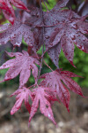 Small, Wet Oriental Maple Leaves