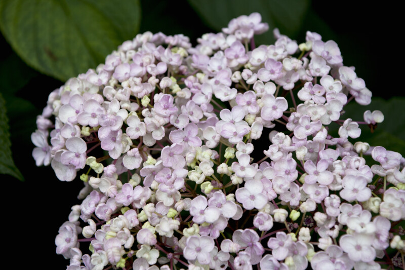 Small, Whitish-Pink Flowers