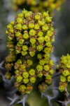 Small Yellow Flower Buds of a Succulent Plant