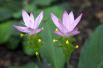 Smithatris supraneana Flowering Stalks with Light Purple Flowers