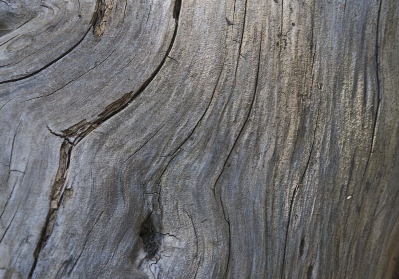 Smooth, Dead Wood with a Knothole
