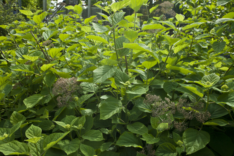 Smooth Hydrangea at the Arnold Arboretum of Harvard University