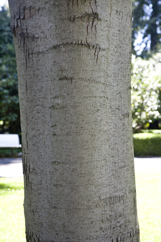 Smooth Maple Tree Bark