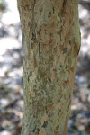 Smooth, Patchy Pigeon Plum Bark