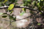 Smooth Strongbark Leaves