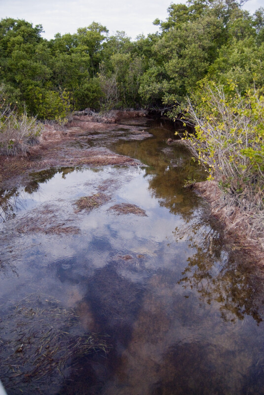 Snake Bight Creek