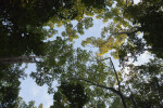 Snake Bight Trail Canopy