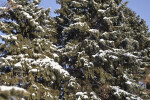 Snow-covered Evergreen Trees