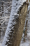 Snow on a Tree Trunk