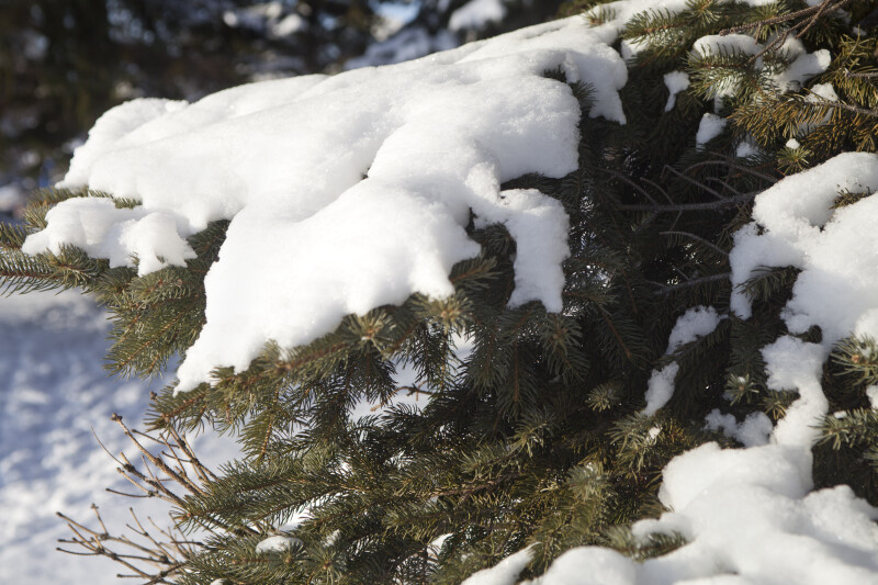 Snow on Branch