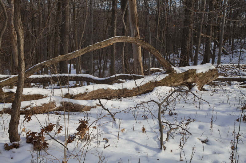 Snow on Fallen Tree