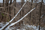 Snow on Trees