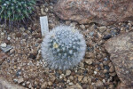 Snowball Cactus