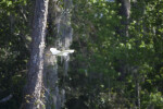 Snowy Egret Flying