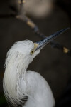 Snowy Egret Head