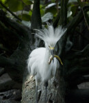 Snowy Egret Holding Fish in its Beak