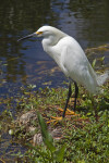 Snowy Egret Standing Near Water at Shark Valley of Everglades National Park