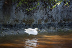 Snowy Egret Standing