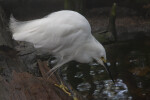 Snowy Egret with Beak Slightly Above Water's Surface