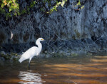 Snowy Egret