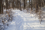 Snowy Trail Through Woods