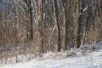 Snowy Woods