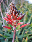 Soap Aloe Buds