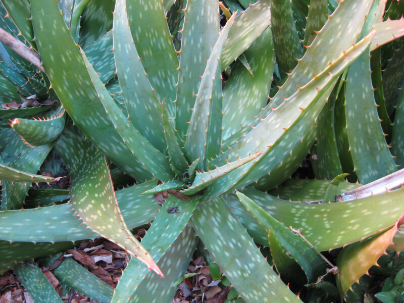 Soap Aloe Detail