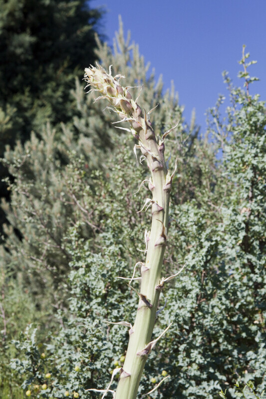 Soaptree Yucca Tip