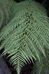 Soft Tree Fern Leaves