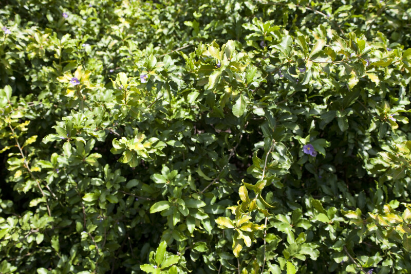 Solanum Conocarpum